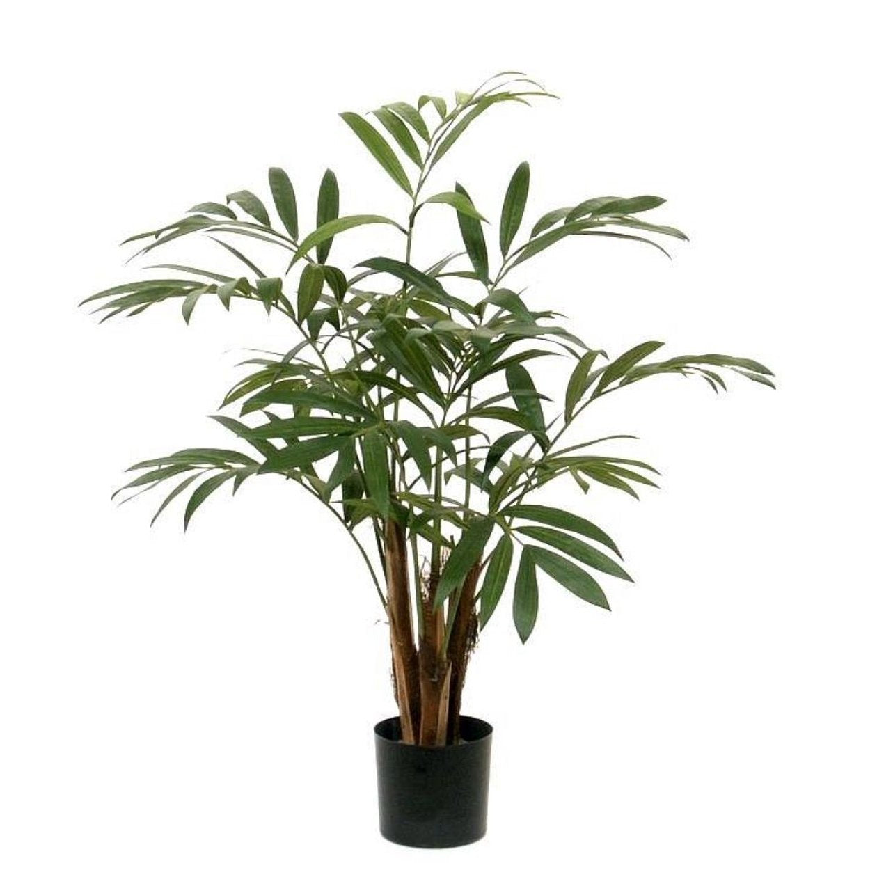 PALMERA BERG 85