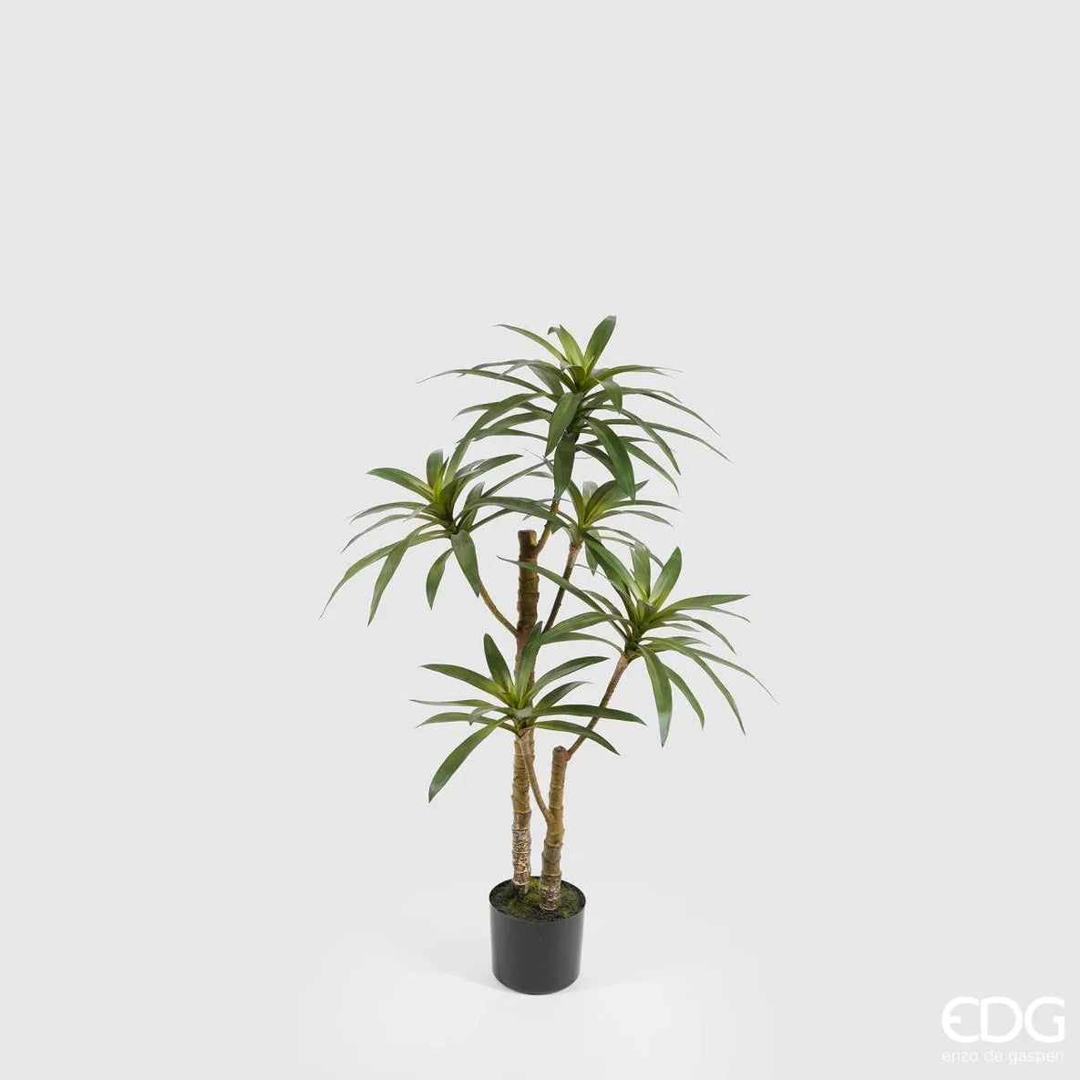 PLANTA DRACENA WEST 100