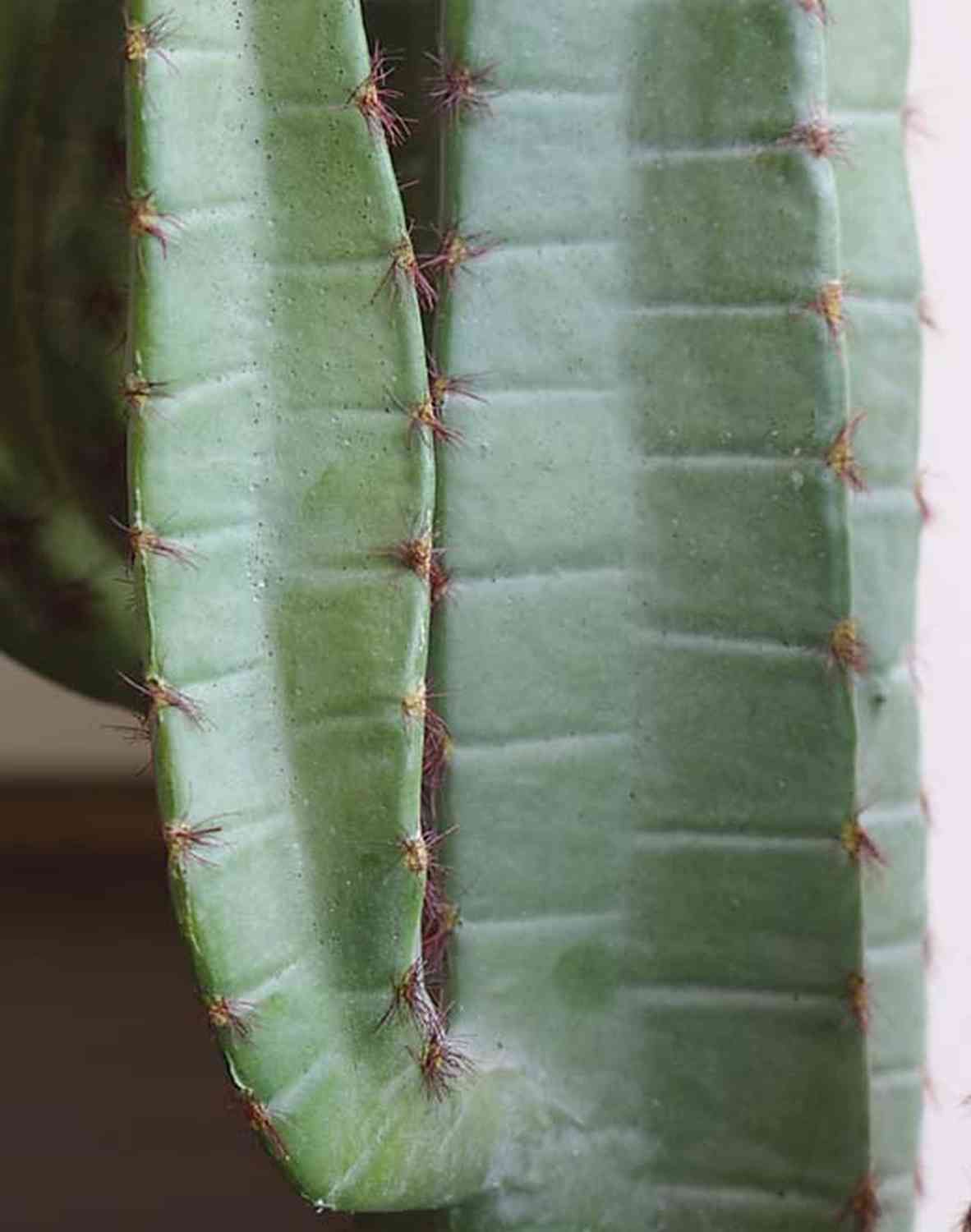 CACTUS COLUMNA PEQUEÑO