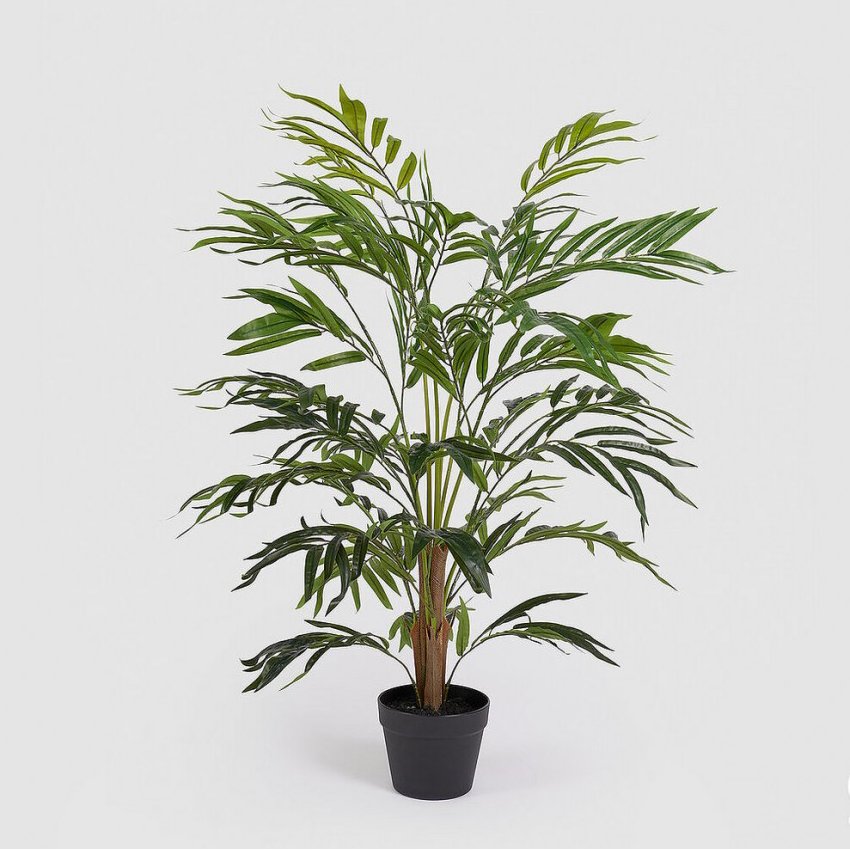 PALMA ARECA CHIC