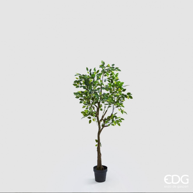 PLANTA FICUS BENJAMINA CON MACETA