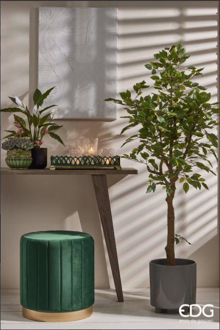 PLANTA FICUS BENJAMINA CON MACETA