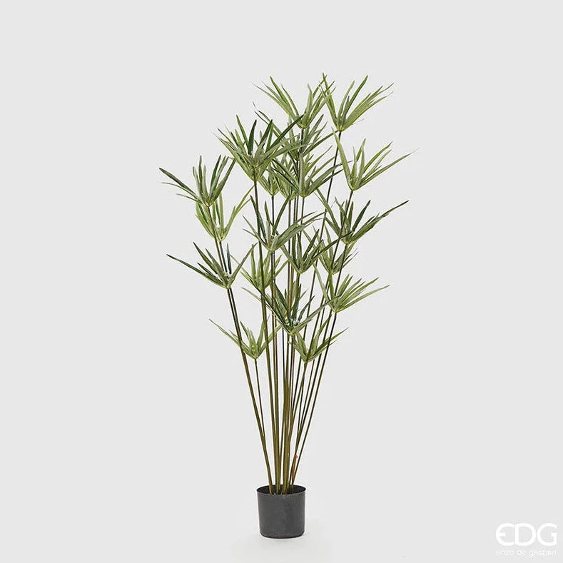 PLANTA PAPIRO 150