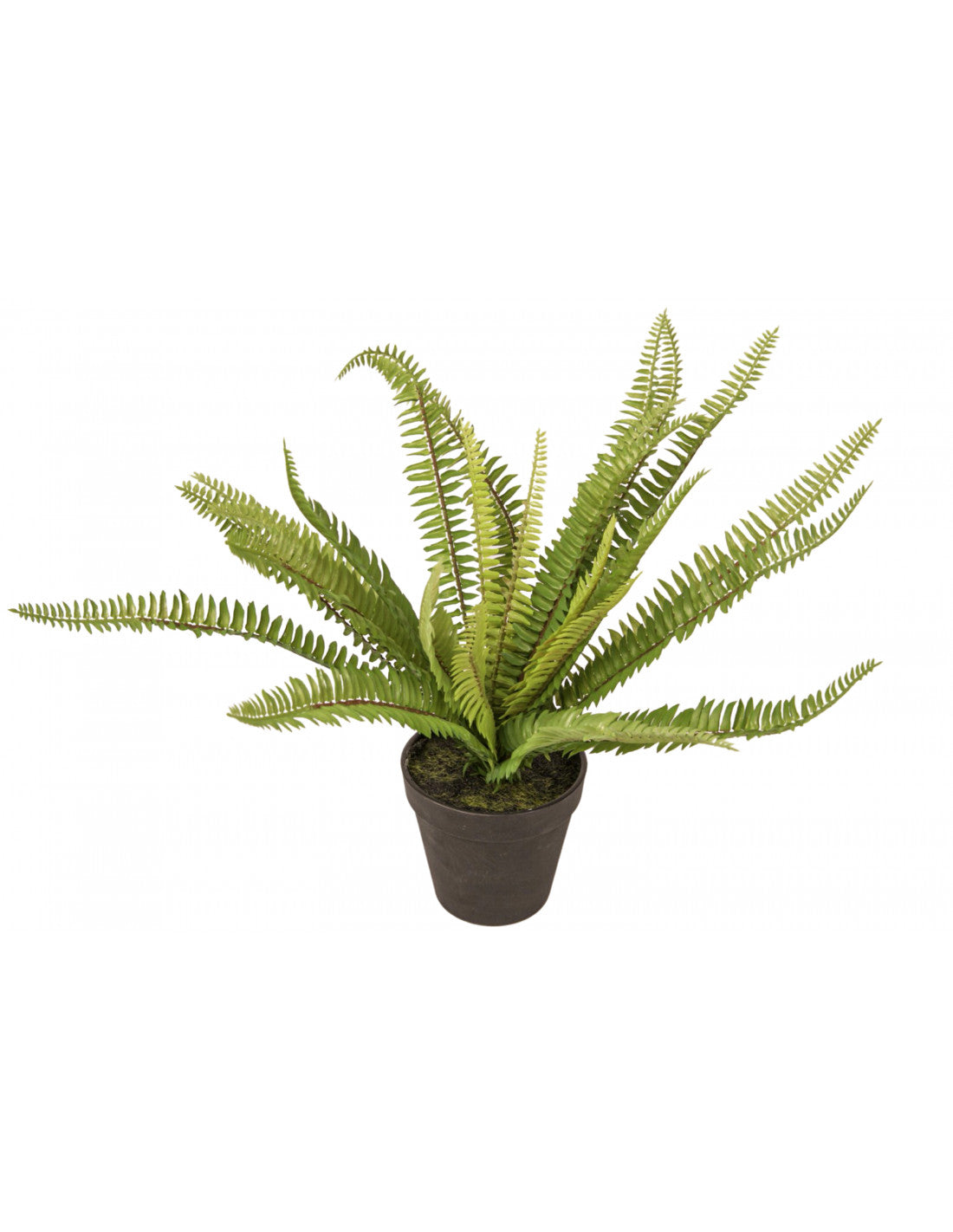 PLANTA FELCE WEST