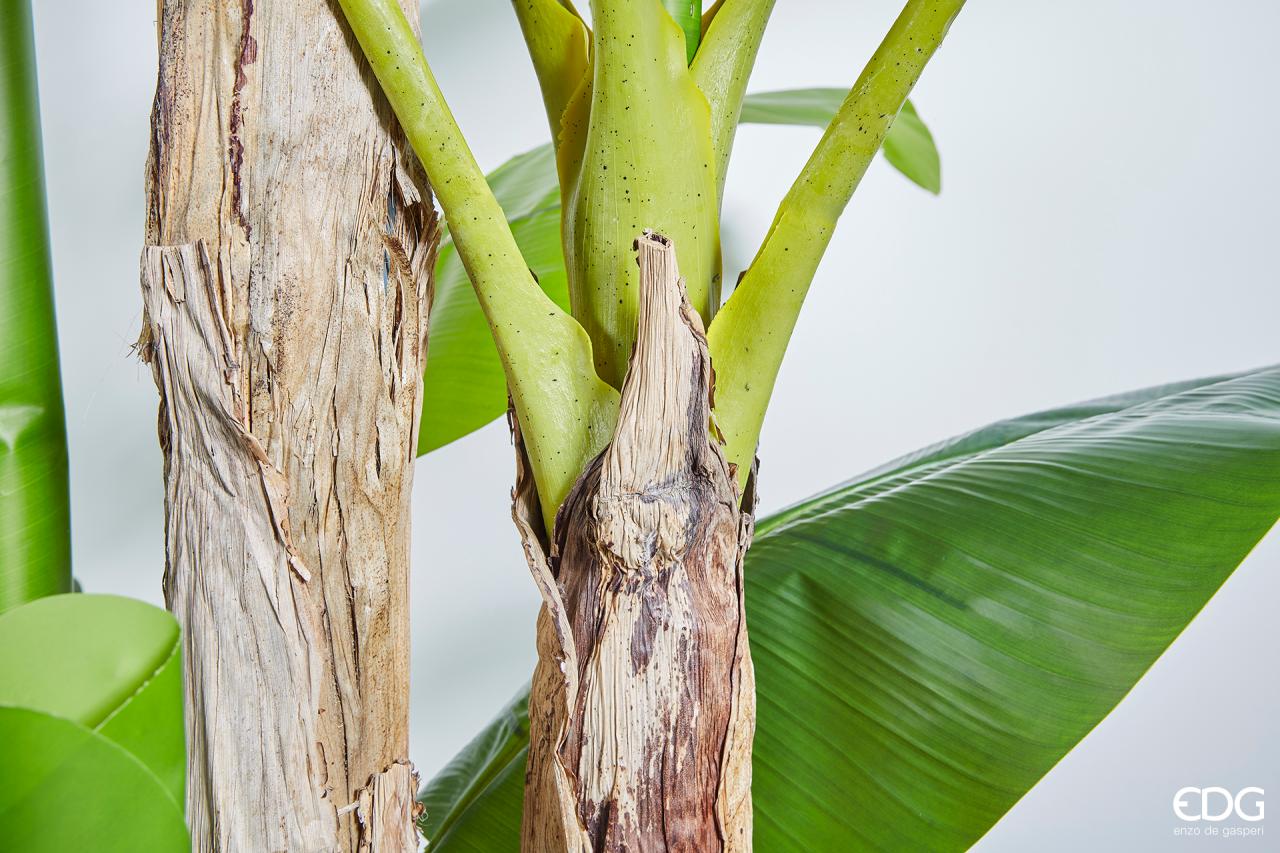 ÁRBOL BANANO CHIC 200H