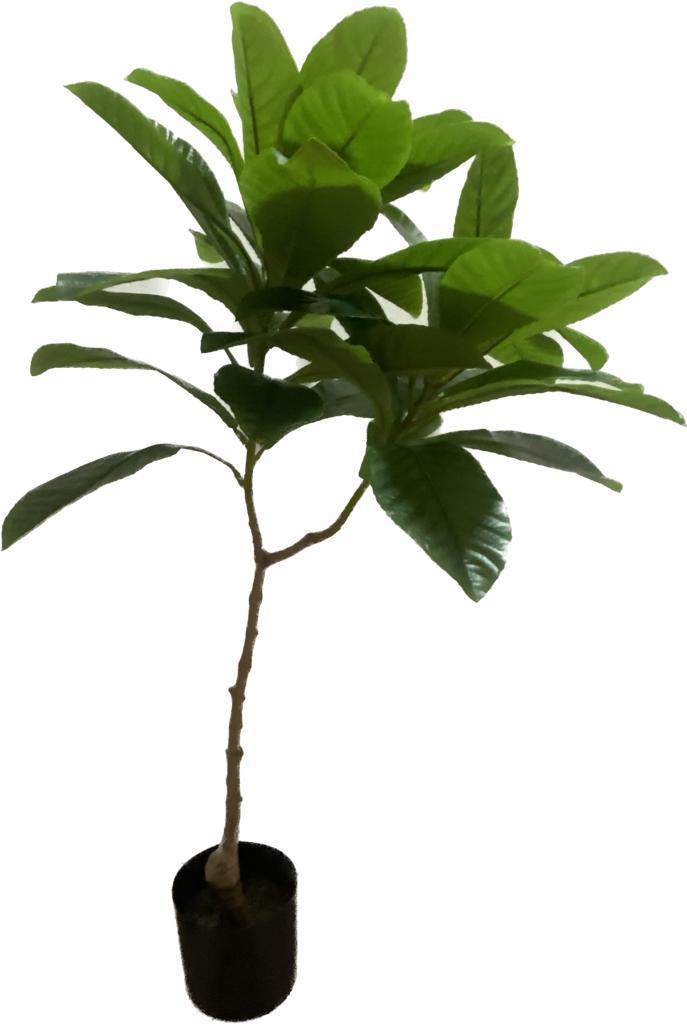 PLANTA ELAEOCARPUS PEQUEÑA