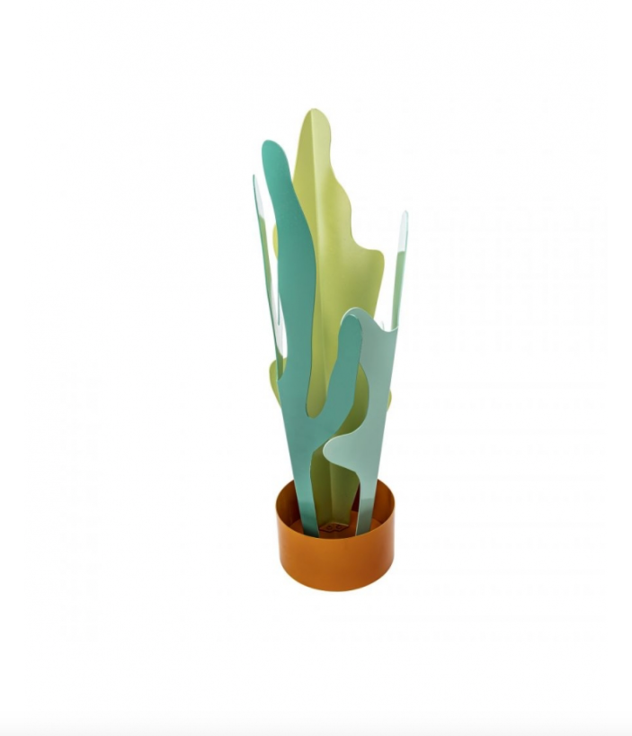 PARAGÜERO "RAIN PLANT"
