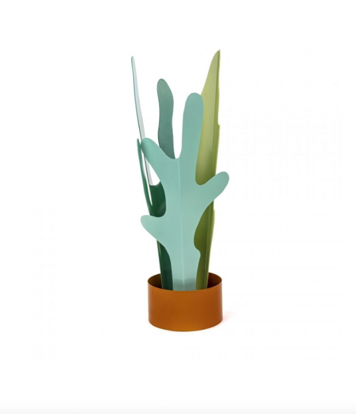 PARAGÜERO "RAIN PLANT"