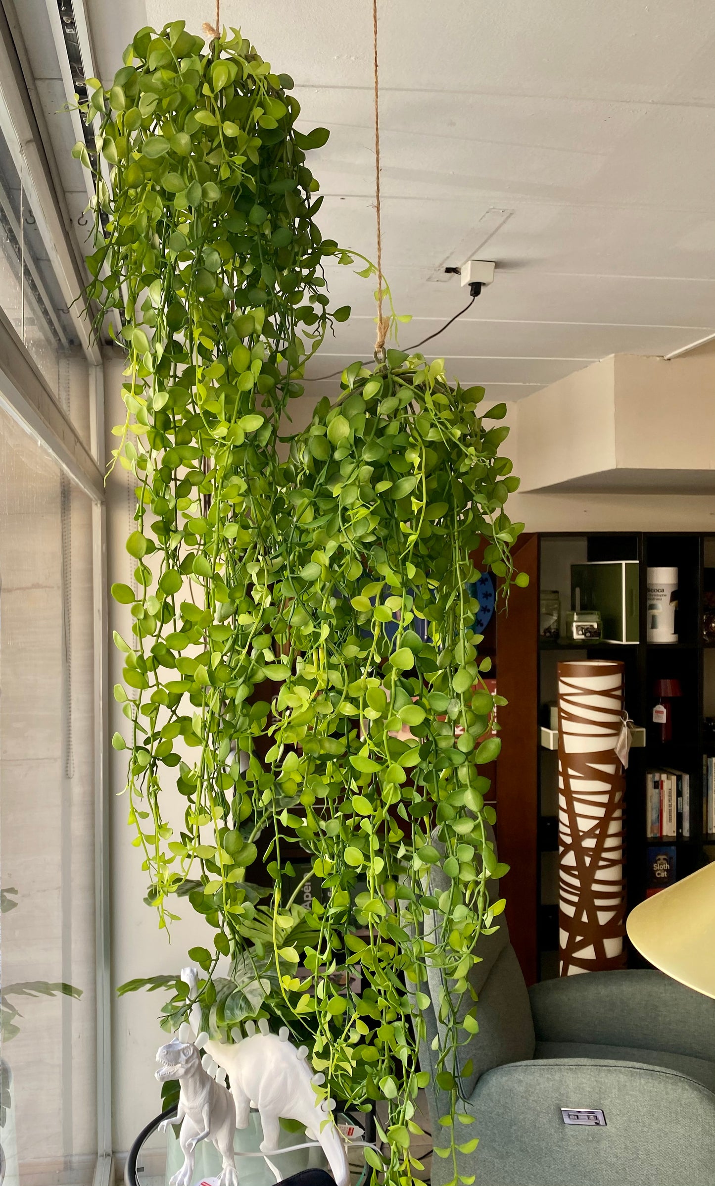 PLANTA COLGANTE DISCHIDIA WEST