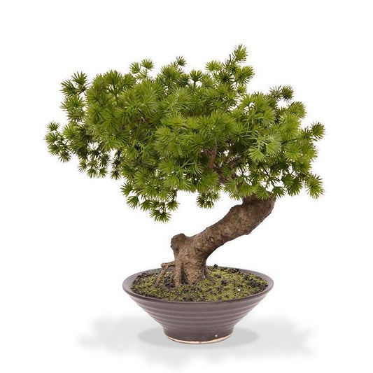 BONSAI PINUS 40