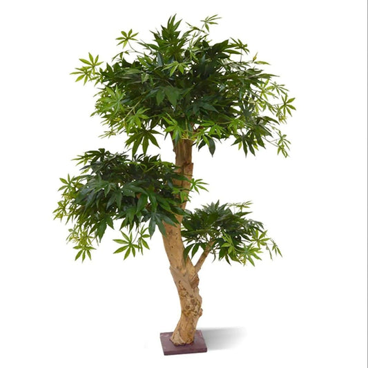 BONSAI ALERCE 95