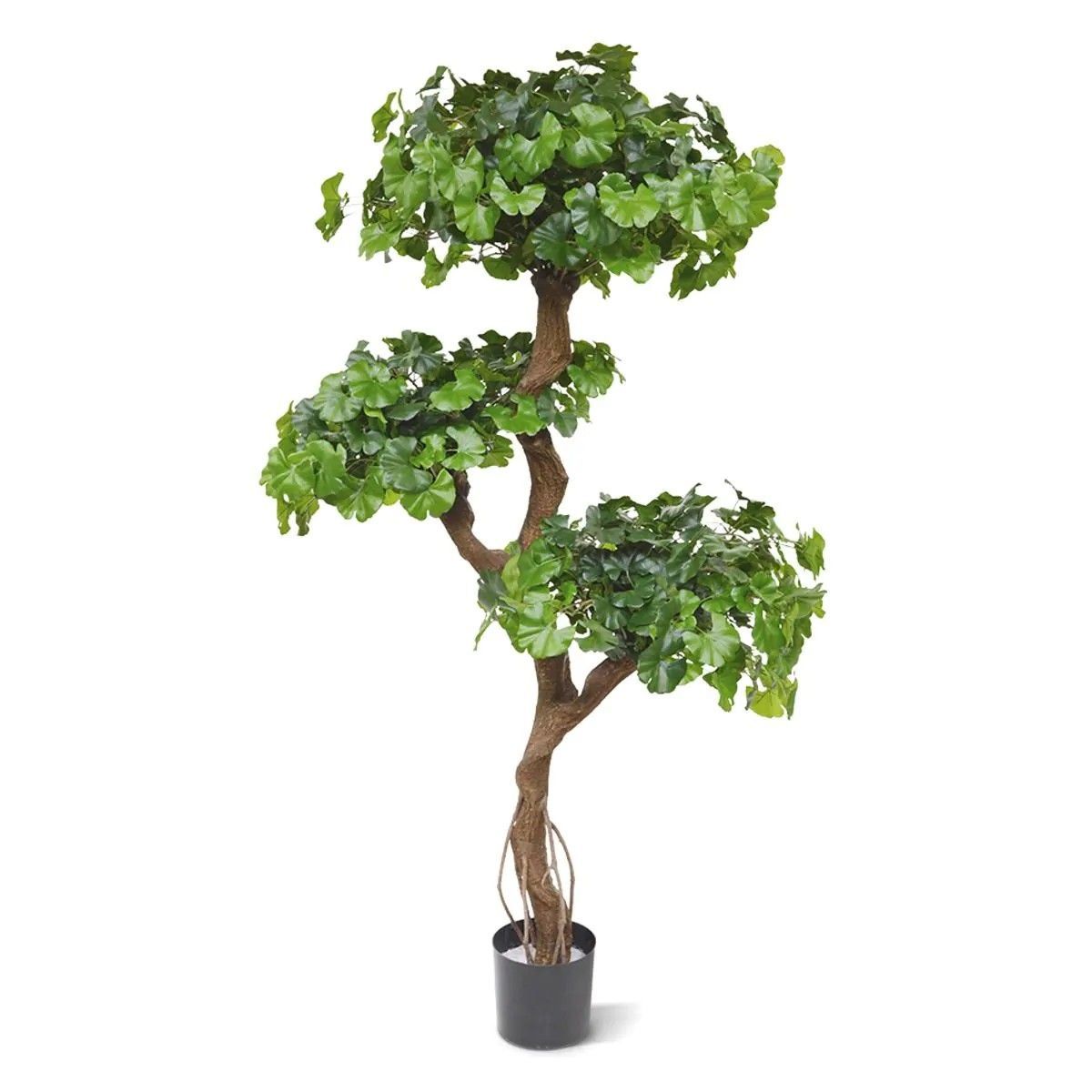 BONSAI GINKO 150