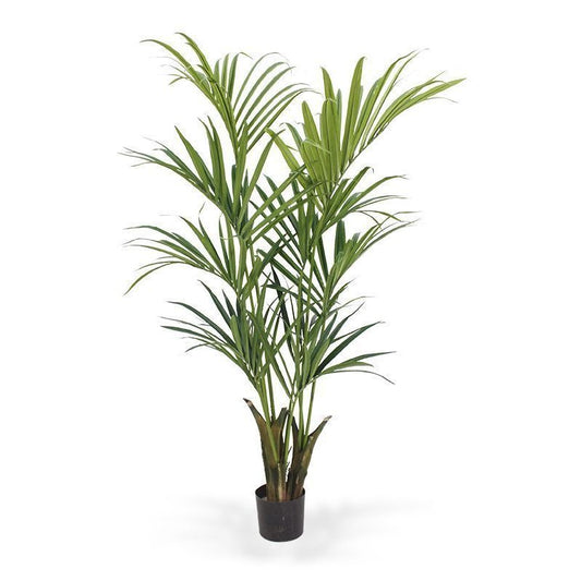 PALMERA KENTIA DELUXE 165