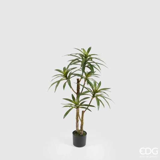 PLANTA DRACENA WEST 100