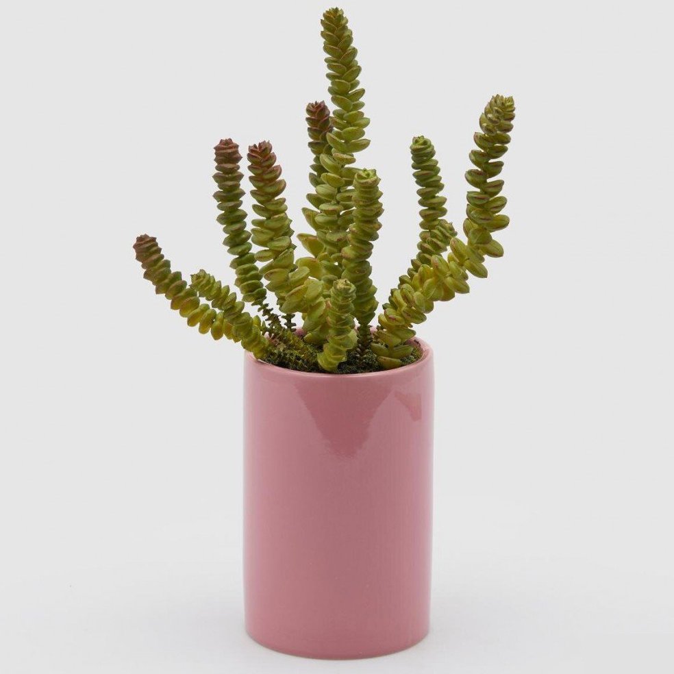 CRASSULA MACETA ALTA