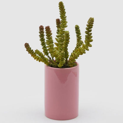 CRASSULA MACETA ALTA