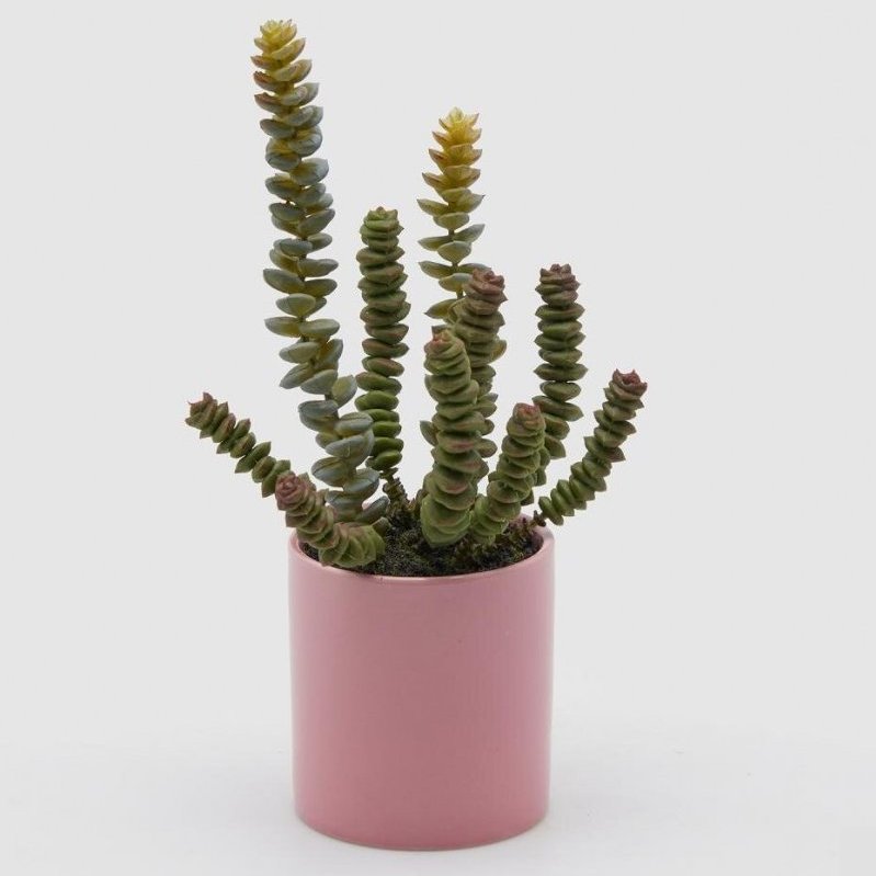 CRASSULA MACETA ALTA