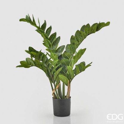 ZAMIFOLIA 110H.
