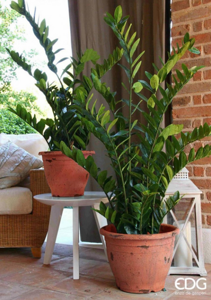 ZAMIFOLIA 110H.