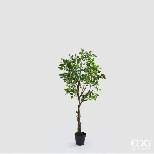 PLANTA FICUS BENJAMINA CON MACETA