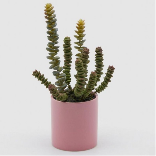 CRASSULA MACETA BAJA
