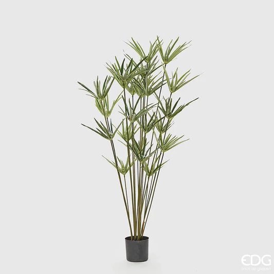 PLANTA PAPIRO 150