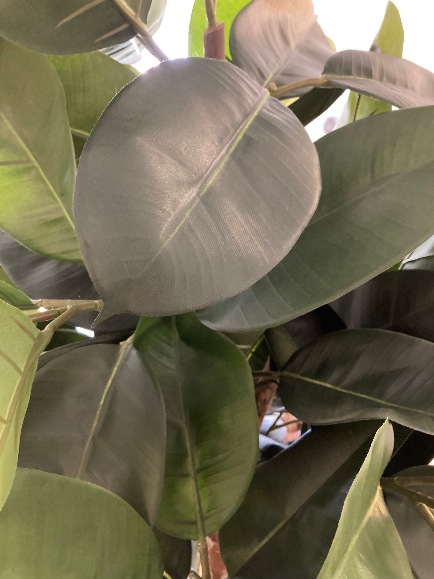 FICUS ELASTICA