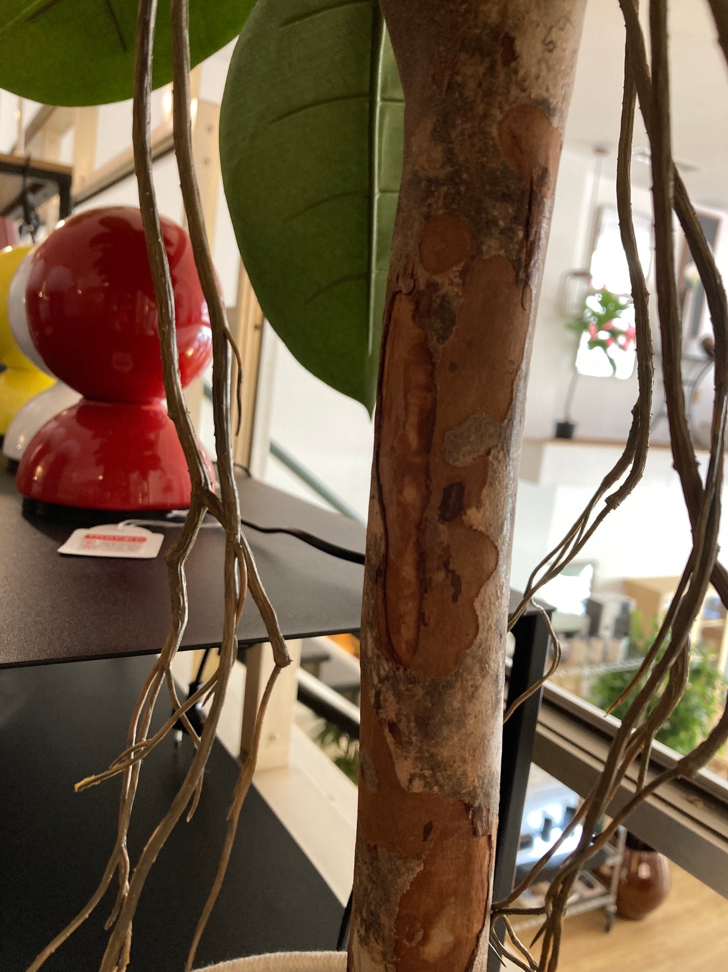 FICUS ELASTICA