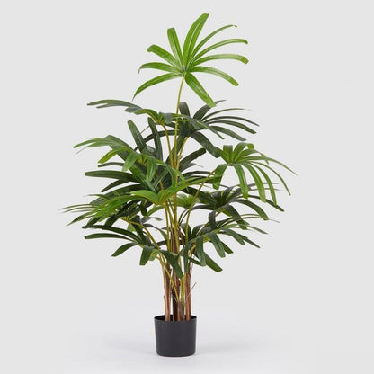 PALMA RAPISGRACILIS 120