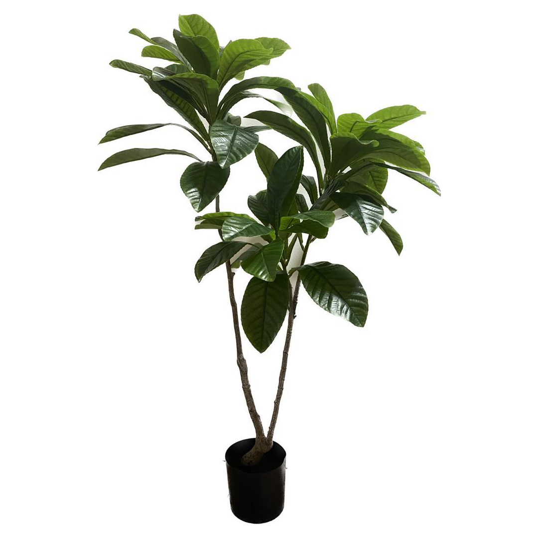 PLANTA ELAEOCARPUS GRANDE