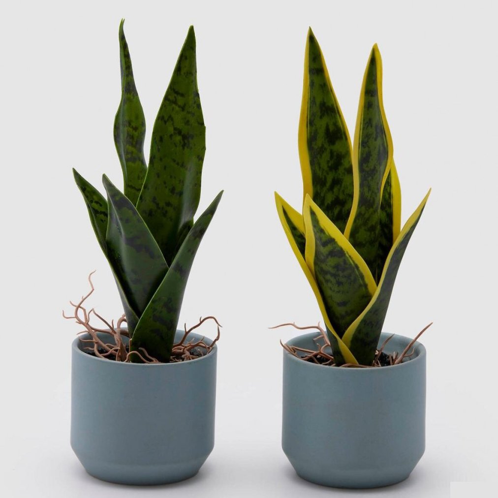 SANSEVERIA