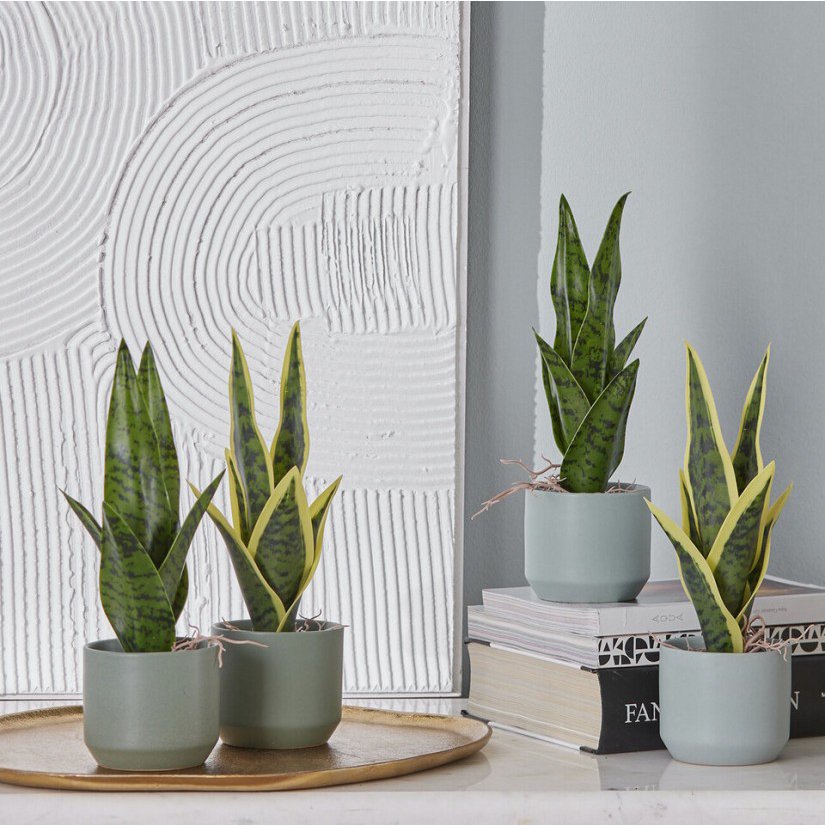 SANSEVERIA