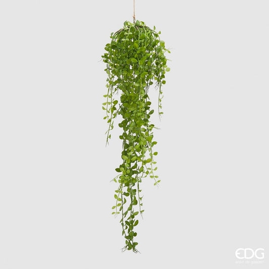 PLANTA COLGANTE DISCHIDIA WEST