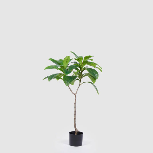 PLANTA ELAEOCARPUS PEQUEÑA