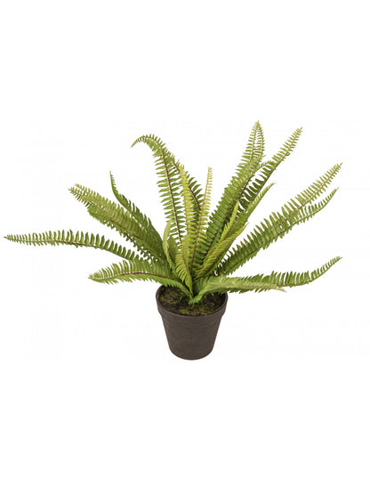 PLANTA FELCE WEST
