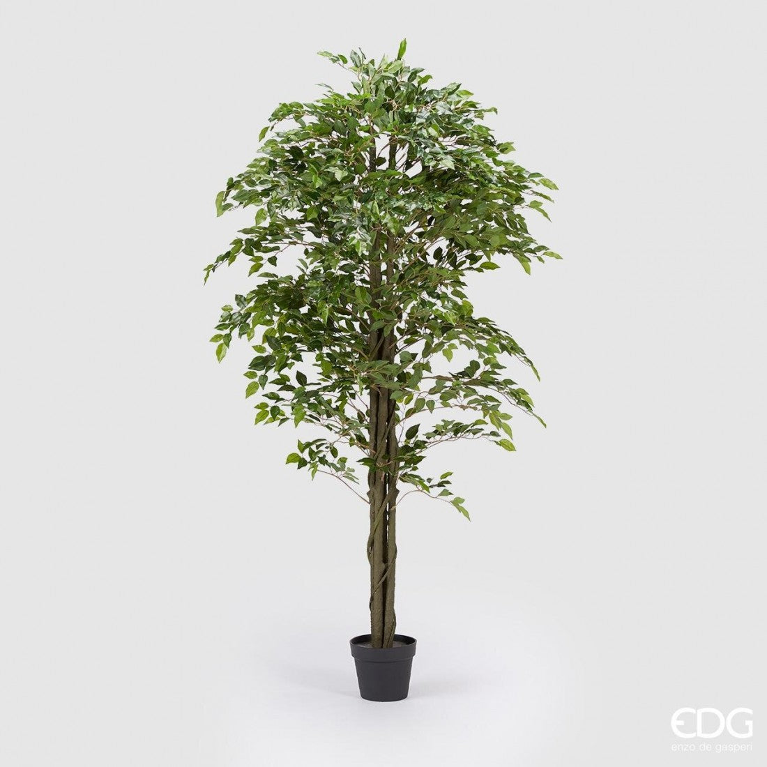 ARBOL FICUS BENJAMINA GRANDE