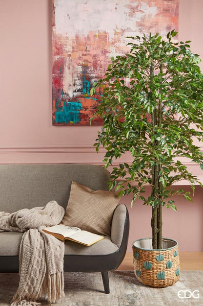 ARBOL FICUS BENJAMINA GRANDE