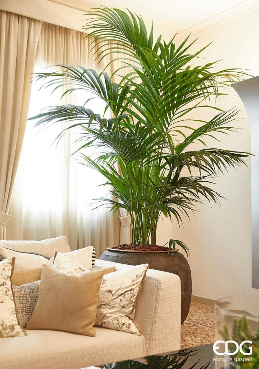 PALMA ARECA 215H
