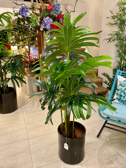 PALMA RAPISGRACILIS